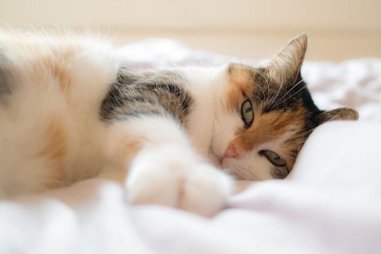 Mon chat fait pipi sur le lit : Comment nettoyer ?
