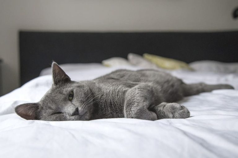 Mon chat vomit sur mon lit : Pourquoi et que faire ? Mon chat vomit sur mon lit : Pourquoi et que faire ?