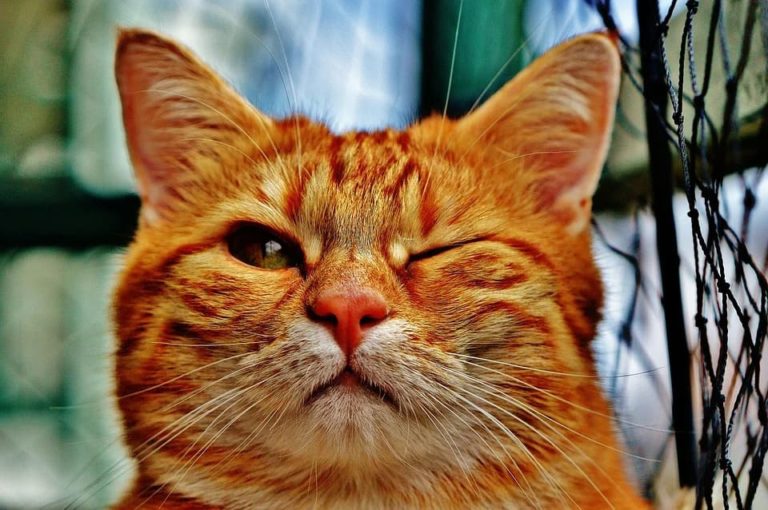 Chat qui a un œil qui coule : Pourquoi et que faire ? Chat qui a un œil qui coule : Pourquoi et que faire ?