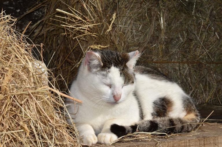 Mon chat tousse de temps en temps : Pourquoi et que faire ? Mon chat tousse de temps en temps : Pourquoi et que faire ?