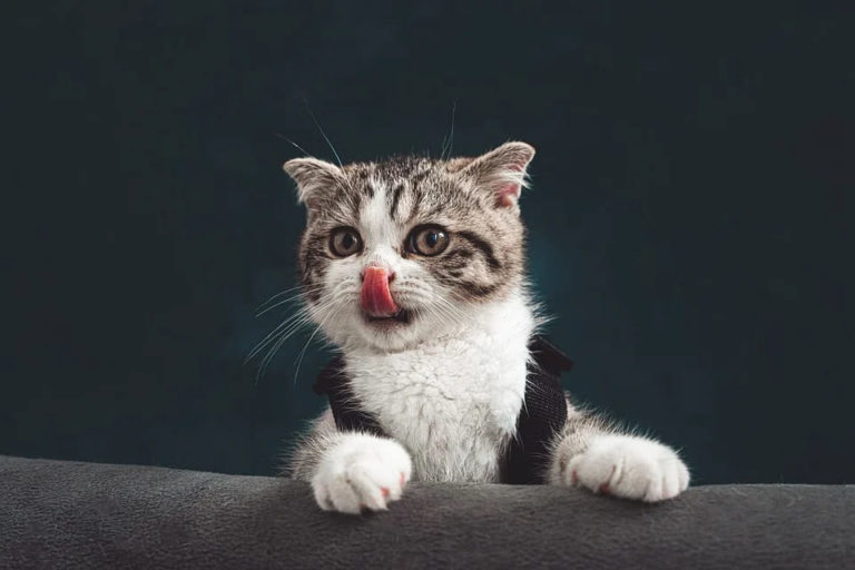 Chat qui tire la langue en dormant : Pourquoi et que faire ? Chat qui tire la langue en dormant : Pourquoi et que faire ?