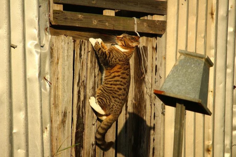 Chat qui vomit et tombe : Pourquoi et que faire ? Chat qui vomit et tombe : Pourquoi et que faire ?