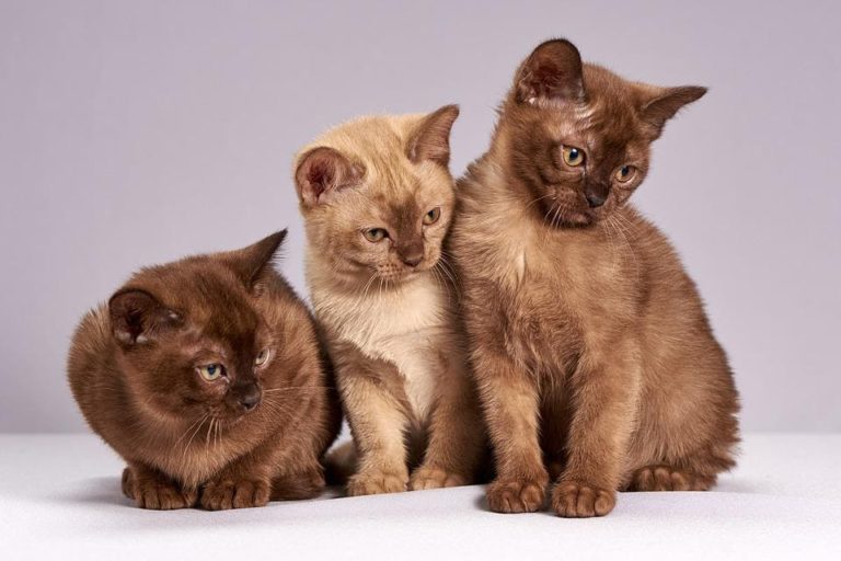 Mon chat vomit des vers blancs : Pourquoi et que faire ? Mon chat vomit des vers blancs : Pourquoi et que faire ?