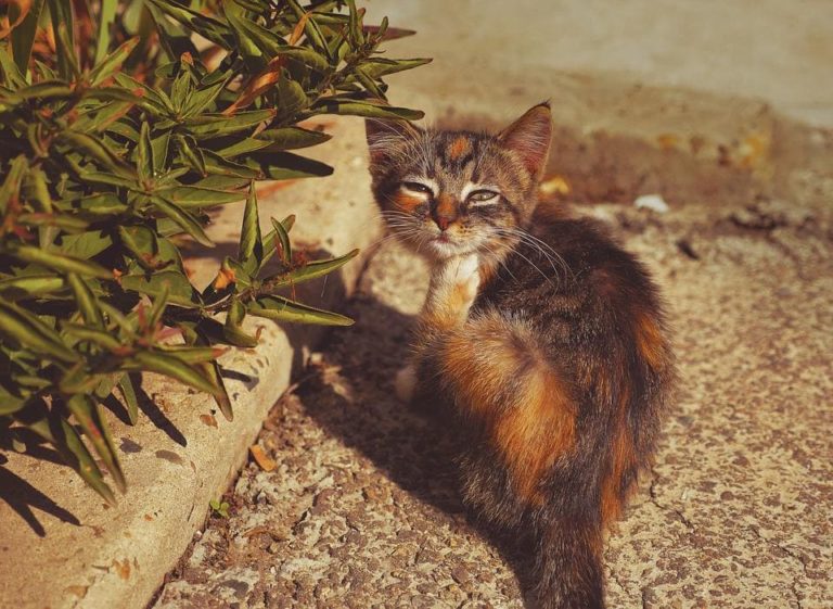 Comment empêcher un chat de marquer son territoire dans la maison ?