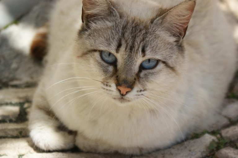 Chat qui a la diarrhée et qui vomit : Pourquoi et que faire ? Chat qui a la diarrhée et qui vomit : Pourquoi et que faire ?
