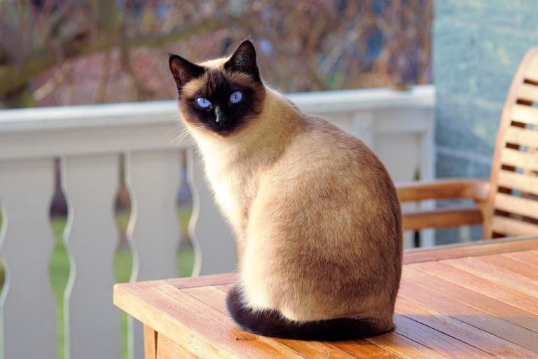 Mon chat bave des gouttes : Pourquoi et que faire ?