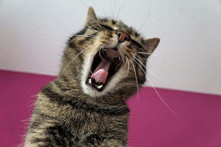 Chat qui mordille tout : Pourquoi et que faire ?