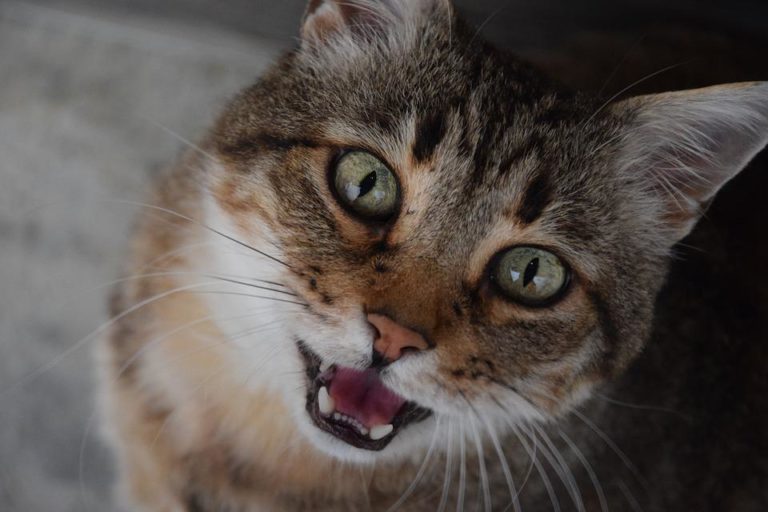 Mon chat miaule quand je le touche : Pourquoi et que faire ?