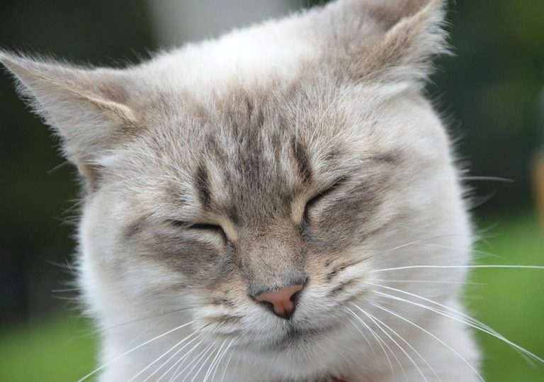Chat qui ne mange plus et ne fait plus ses besoins : Pourquoi et que faire ?