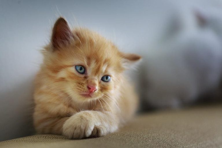 Chat qui s’isole : Pourquoi et que faire ?