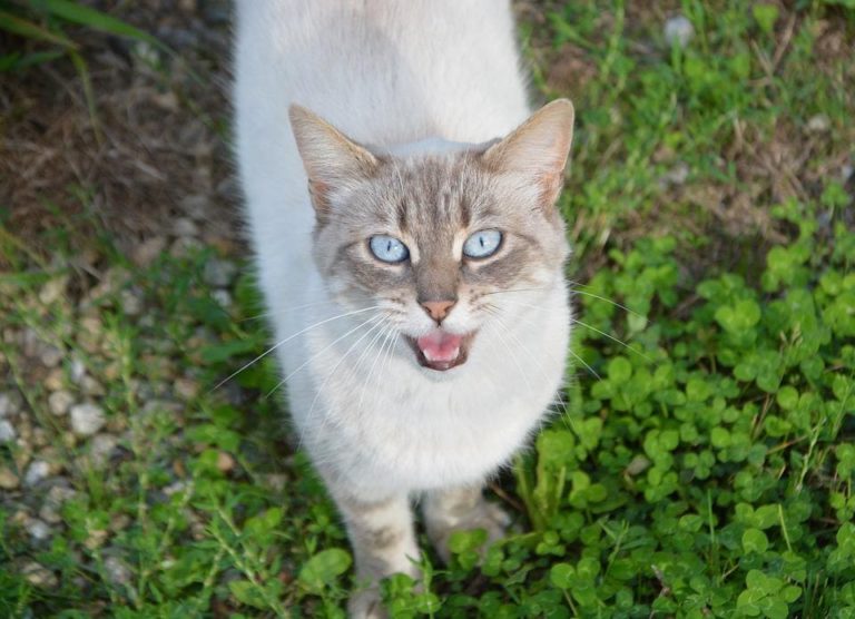 Mon chat miaule quand il fait caca : Pourquoi et que faire ? Mon chat miaule quand il fait caca : Pourquoi et que faire ?