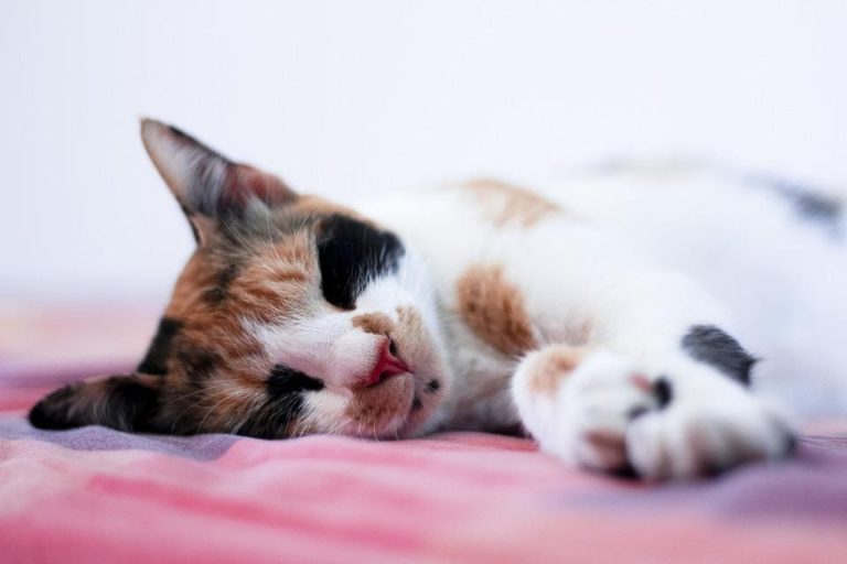 Infection de la peau du chat : Pourquoi et que faire ?