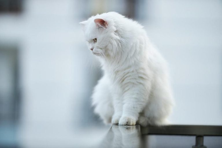 Mon chat est jaloux de bébé : Que faire ?