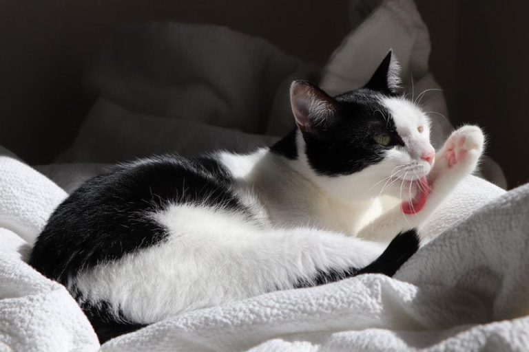Chat qui a une boule sous la peau : Pourquoi et que faire ?