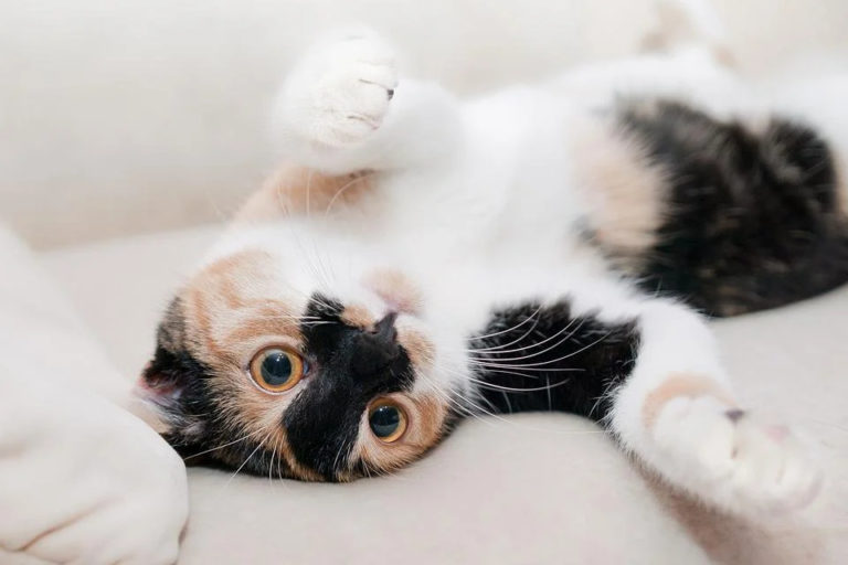 Chat qui a une boule de poils coincée : Pourquoi et que faire ?