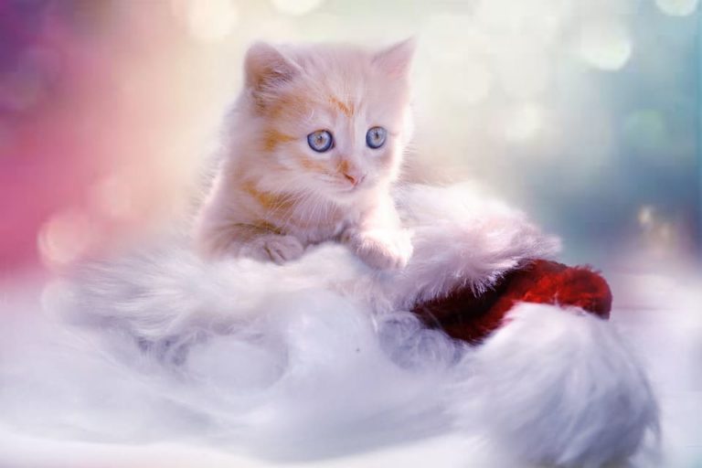 Comment choisir la meilleure alimentation pour votre chiot ou votre chaton