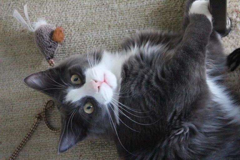 Chat qui halète à cause du stress : Pourquoi et que faire ? Chat qui halète à cause du stress : Pourquoi et que faire ?