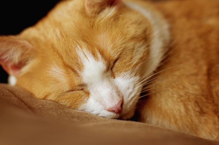 Chat qui a une oreille rouge : Pourquoi et que faire ? Chat qui a une oreille rouge : Pourquoi et que faire ?