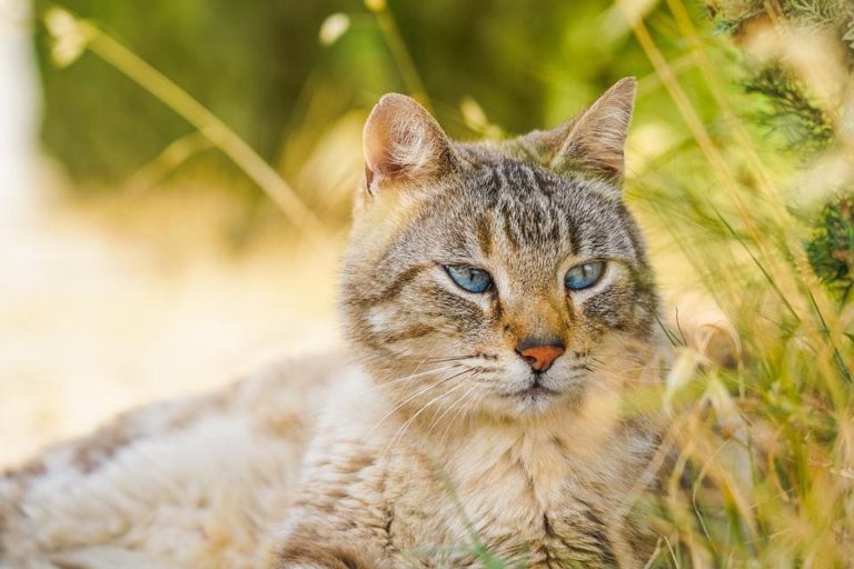 Mon chat n’est pas rentré depuis 24 heures : Pourquoi et que faire ?
