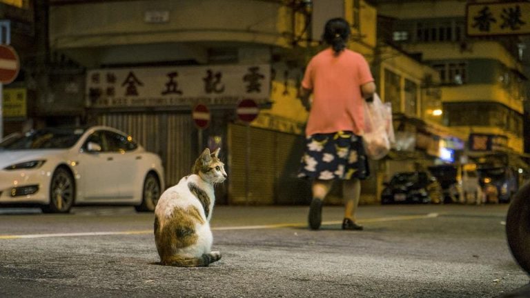 Mon chat a peur des gens : Pourquoi et que faire ?