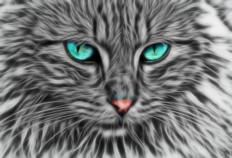 Mon chat pleure quand je pars : Pourquoi et que faire ?