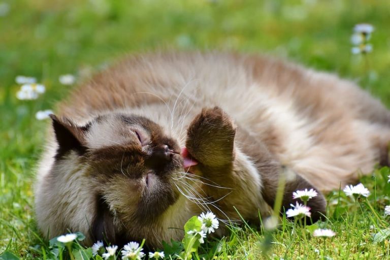 Chat qui a les poils collés : Pourquoi et que faire ?