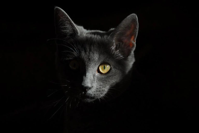 Comment attirer un chat dans un abri ?