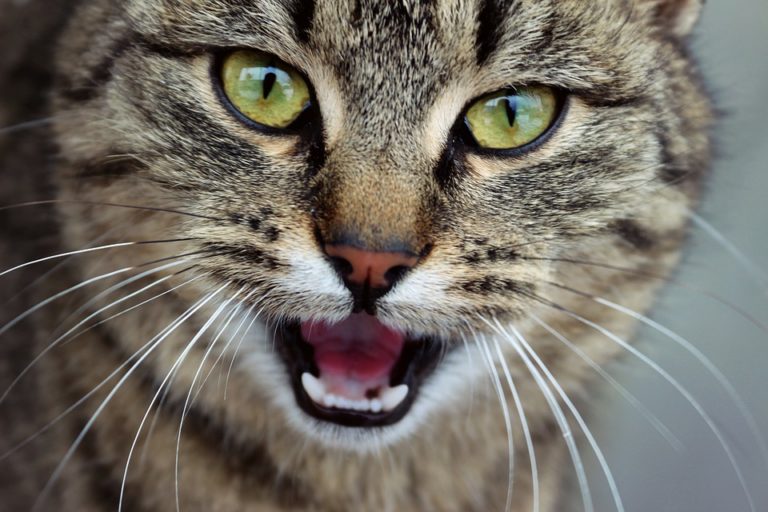 Chat qui respire par la bouche : Pourquoi et que faire ?