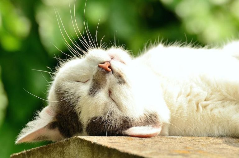 Chat qui souffle par le nez : Pourquoi et que faire ?
