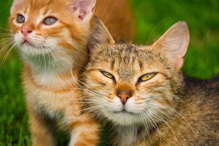 Chat jaloux du chaton : Pourquoi et que faire ?