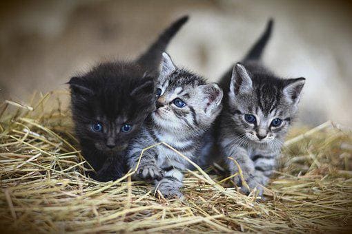 Mon chat a peur de moi : Pourquoi et que faire ?