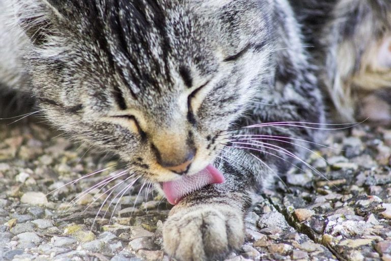 Comment laver un chat sans se faire griffer ?