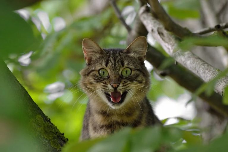 Mon chat grogne sur un autre chat : Pourquoi et que faire ?