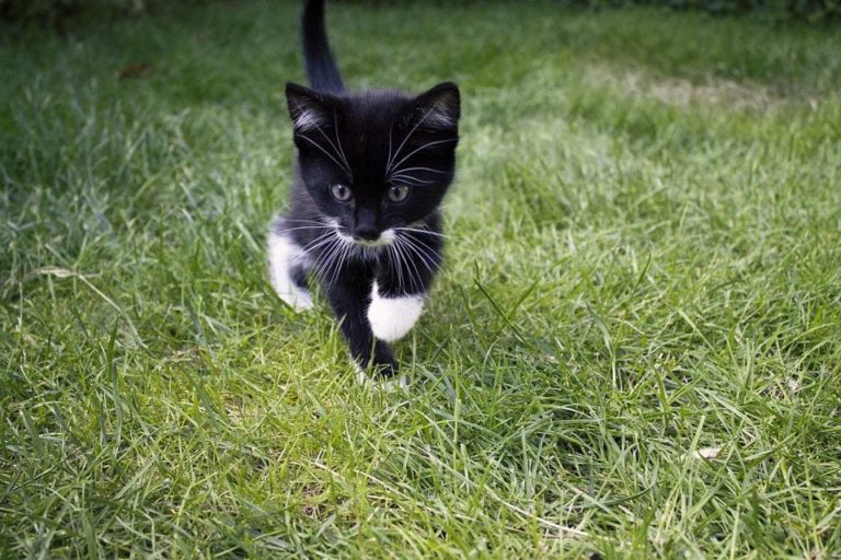 Mon chat mange de l’herbe : Pourquoi et que faire ?