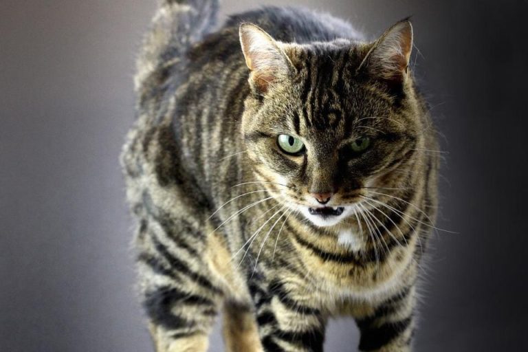 Chat qui grogne sur son maître : Pourquoi et que faire ?