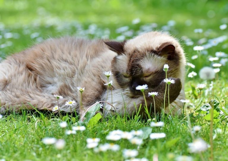 Mon chat mange ses poils : Pourquoi et que faire ?