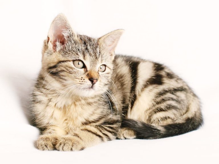 Chat qui a les selles molles et malodorantes : Pourquoi et que faire ?