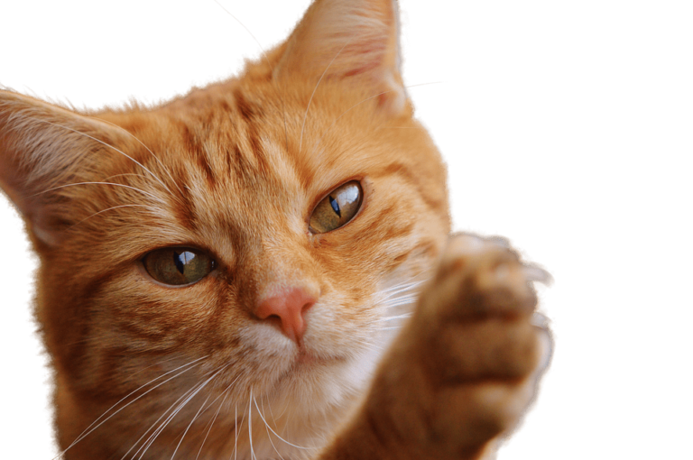 Infection d’une griffe du chat : Pourquoi et que faire ?