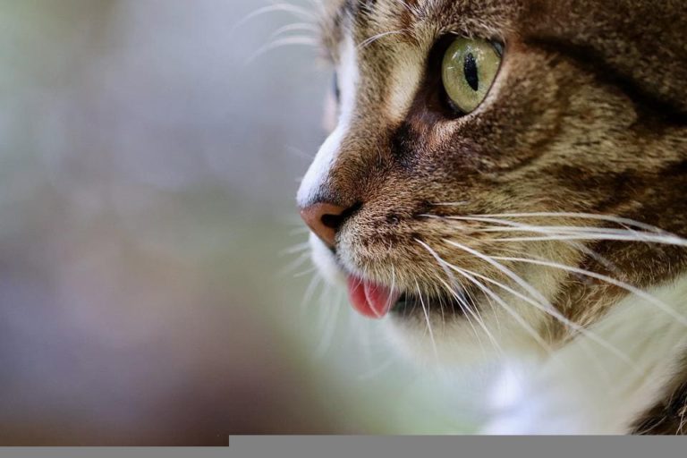 Chat qui a une infection de la bouche et qui bave : Pourquoi et que faire ?