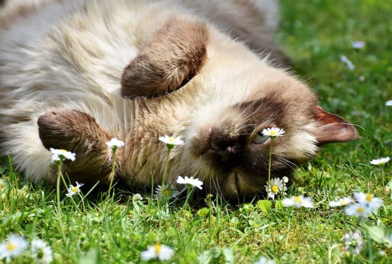 Chat qui a une plaque sans poils aux pattes : Pourquoi et que faire ?