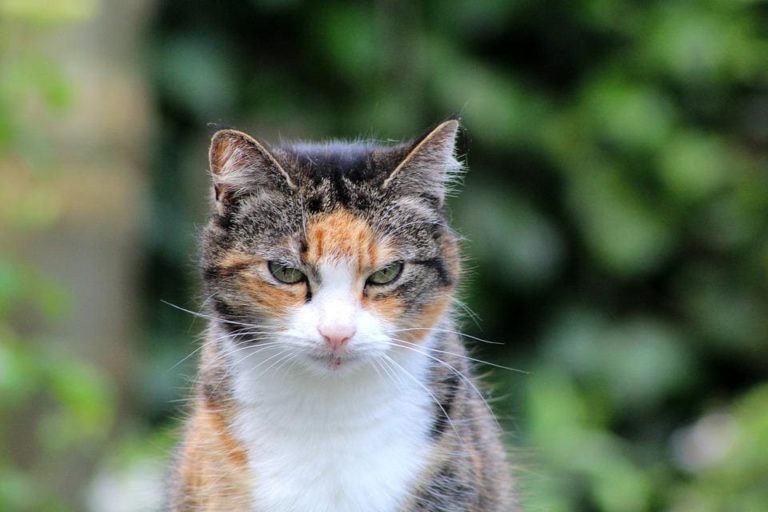Comment prendre soin d’un chat senior ?
