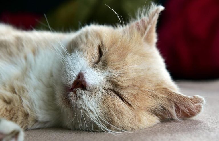 Allergie du chat et plaque rouge : Pourquoi et que faire ?