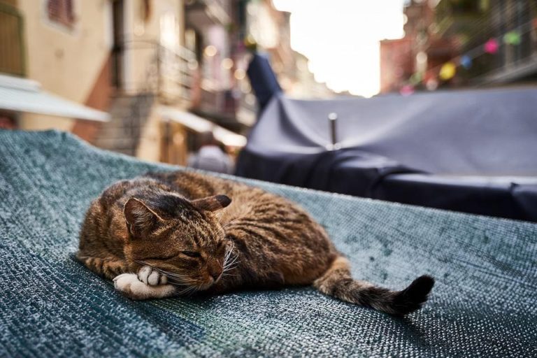 Chat qui ne veut plus rentrer : Comment le faire revenir?