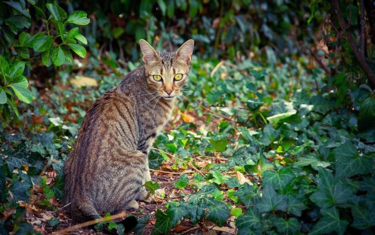Chat qui n’est pas rentré depuis 2 jours : Pourquoi et que faire ?