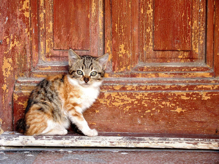 Comment empêcher un chat d’uriner sur ma porte ?
