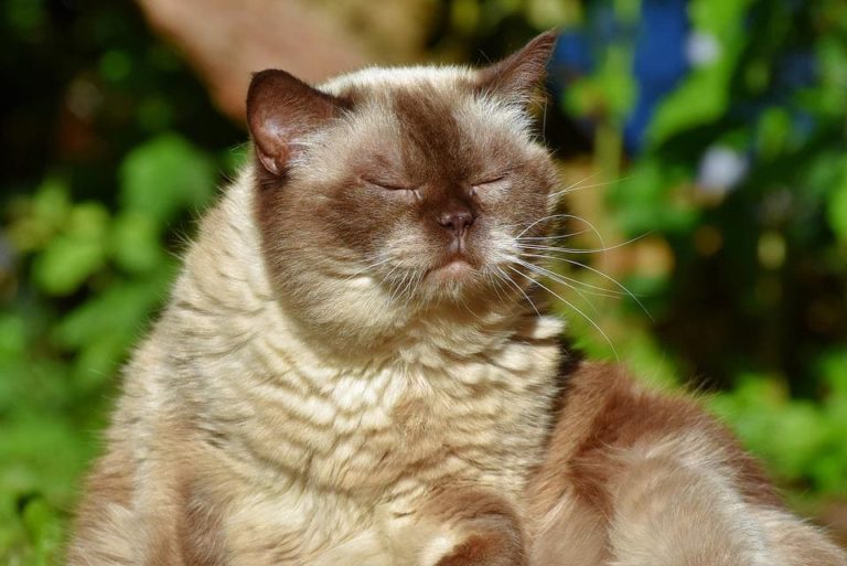 Chat qui a une plaque rouge sans poils : Pourquoi et que faire ?