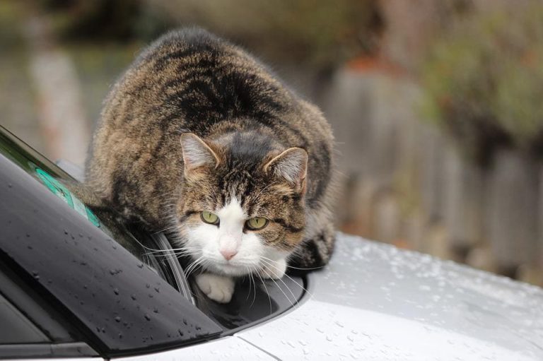 Emmener son chat chez des amis : Comment faire ?