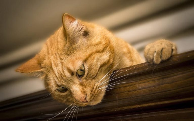 Emmener son chat en vacances en voiture : Le guide