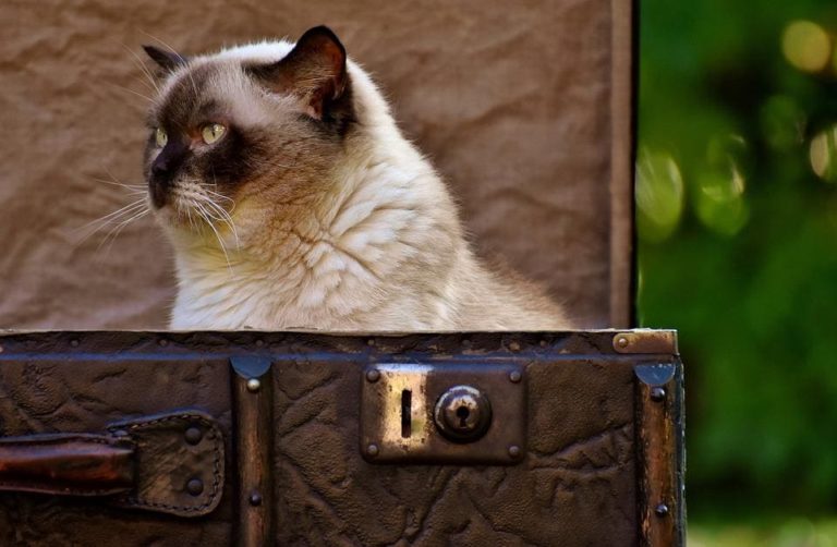 Voyager avec son chat : Comment faire ?