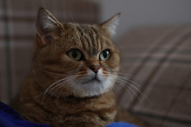 Chat qui les pupilles dilatées : Tout ce qu’il faut savoir Chat qui les pupilles dilatées : Tout ce qu’il faut savoir
